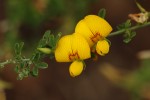 Crotalaria virgulata subsp. forbesii