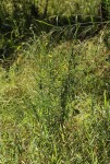 Crotalaria virgulata subsp. forbesii