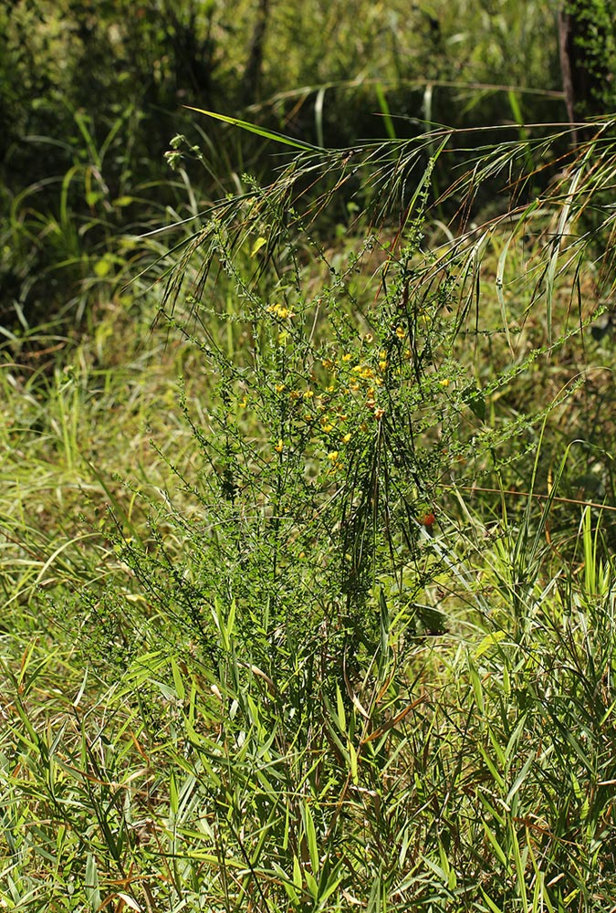 Crotalaria virgulata subsp. forbesii