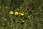 Crotalaria virgulata subsp. forbesii