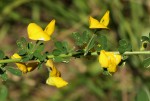 Crotalaria virgulata subsp. forbesii