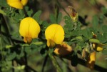 Crotalaria virgulata subsp. forbesii