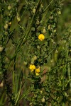 Crotalaria virgulata subsp. forbesii
