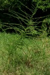 Crotalaria virgulata subsp. forbesii