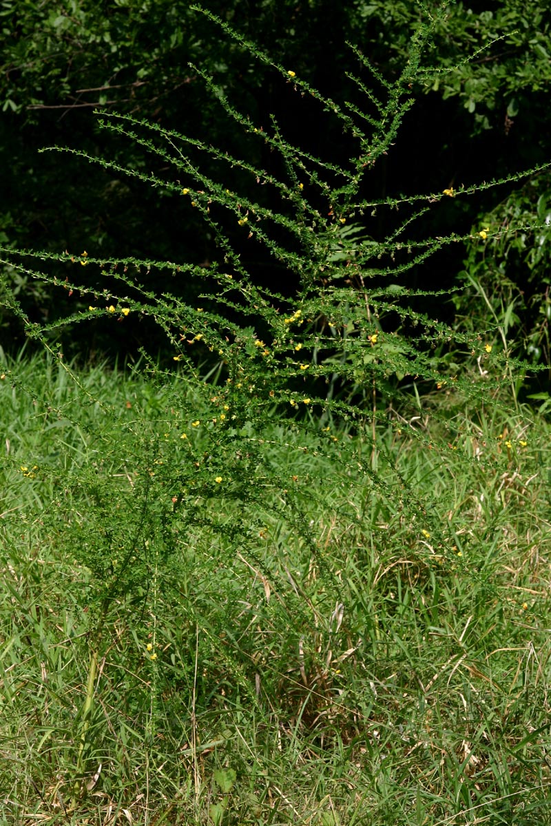 Crotalaria virgulata subsp. forbesii
