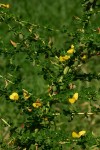 Crotalaria virgulata subsp. forbesii
