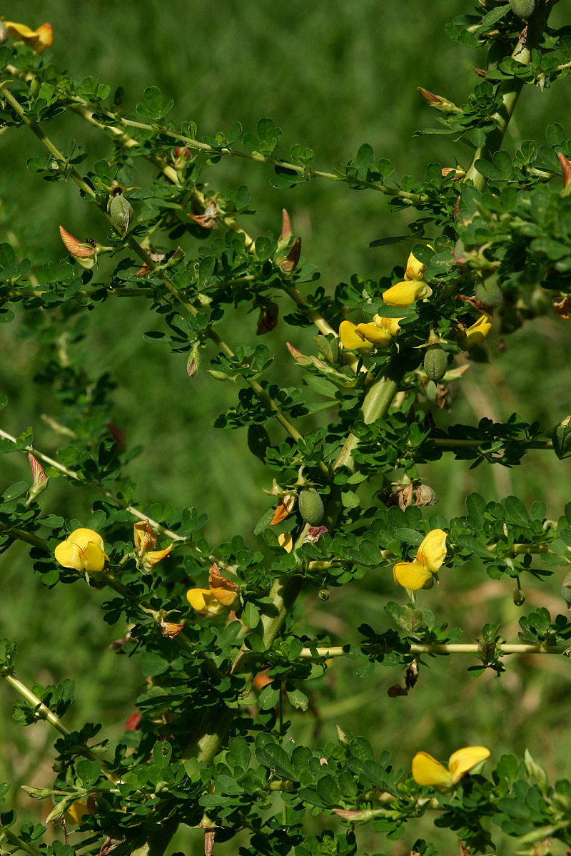 Crotalaria virgulata subsp. forbesii