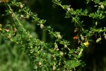 Crotalaria virgulata subsp. forbesii