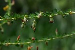 Crotalaria virgulata subsp. forbesii