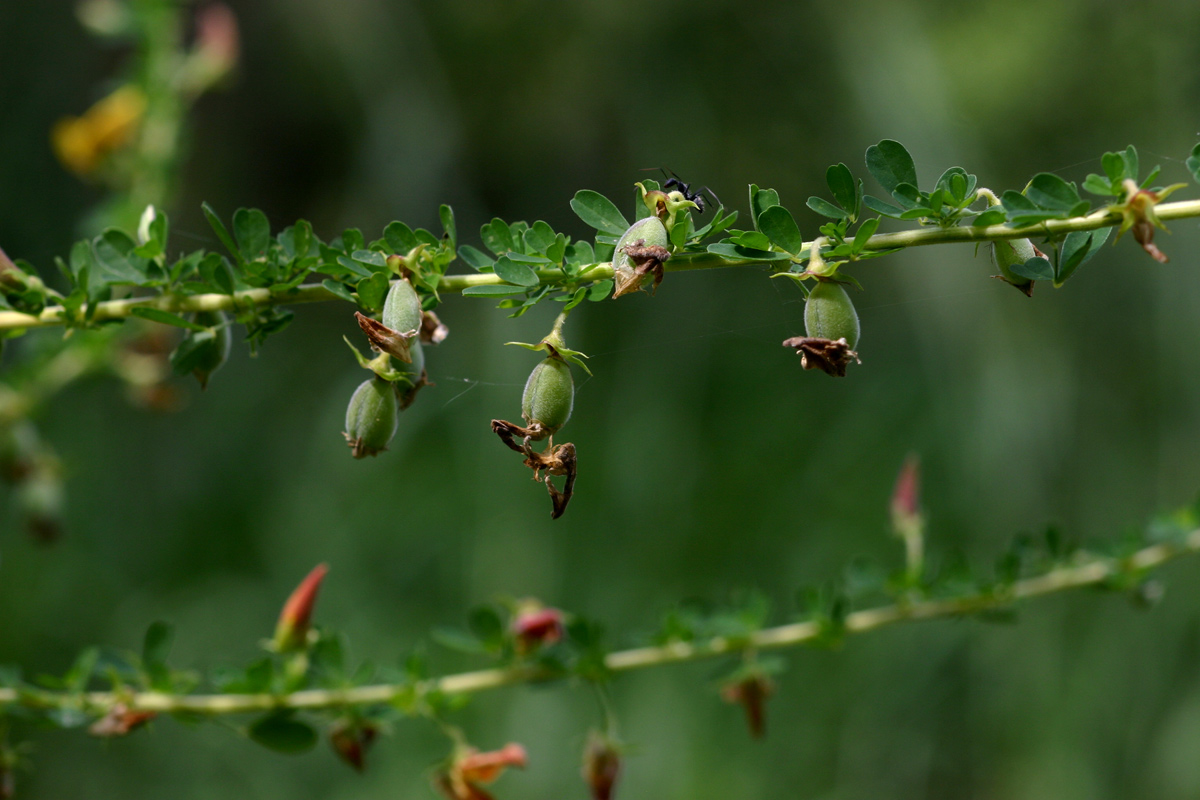 Crotalaria virgulata subsp. forbesii