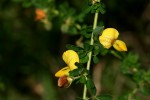 Crotalaria virgulata subsp. forbesii