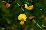 Crotalaria virgulata subsp. forbesii
