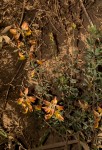 Crotalaria argyrolobioides