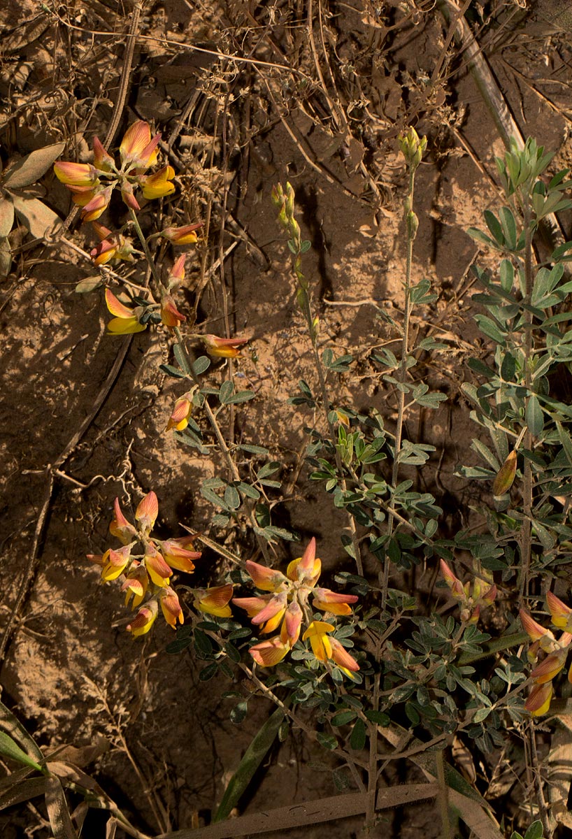 Crotalaria argyrolobioides