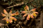 Crotalaria argyrolobioides