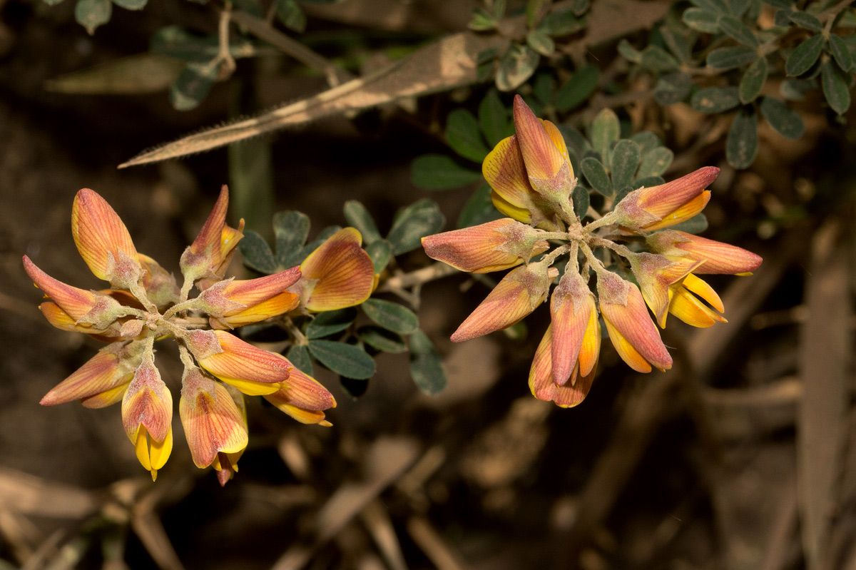 Crotalaria argyrolobioides