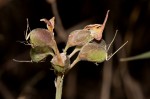 Crotalaria argyrolobioides