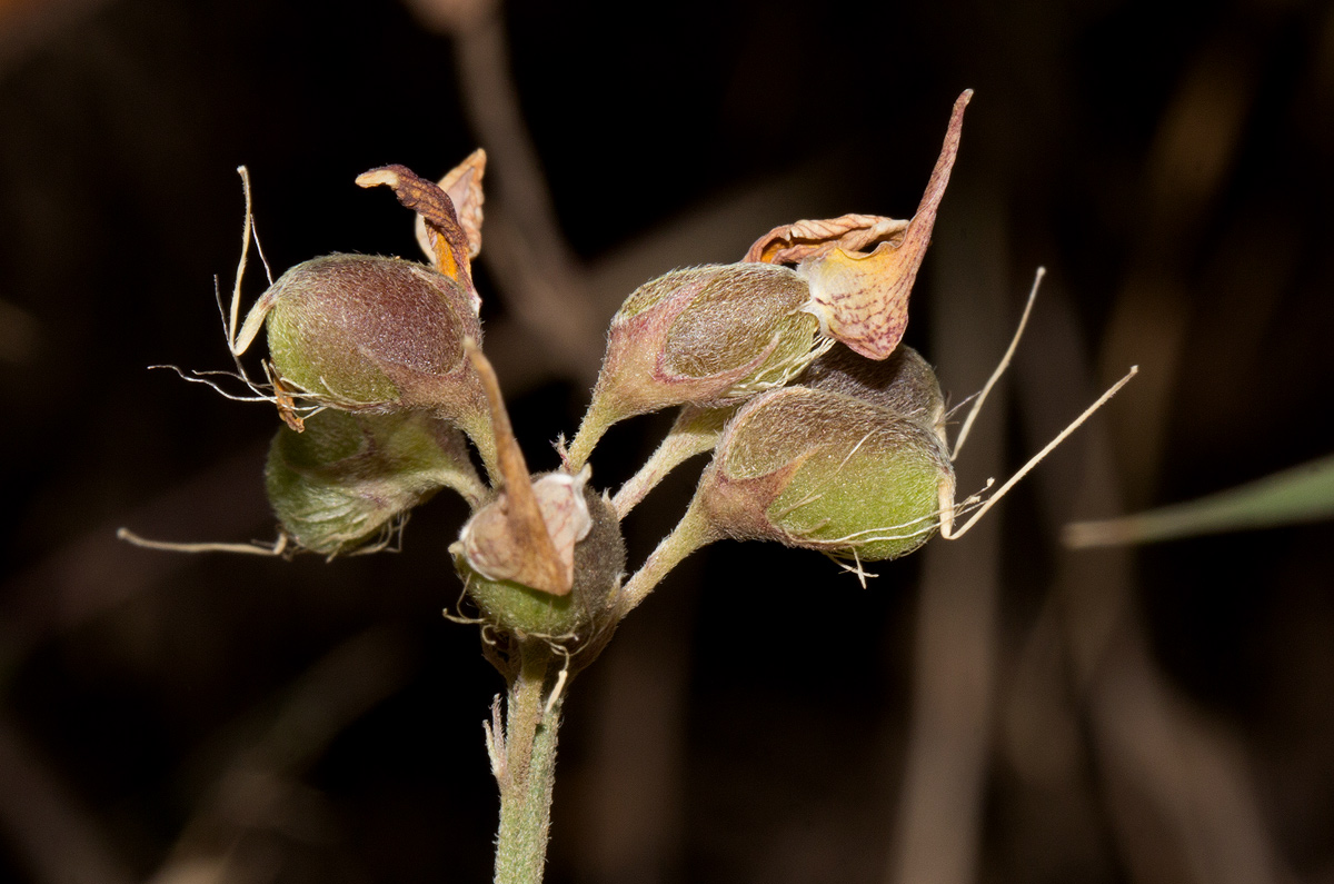 Crotalaria argyrolobioides