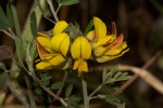 Crotalaria argyrolobioides