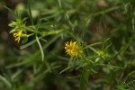 Vahlia capensis subsp. vulgaris var. longifolia