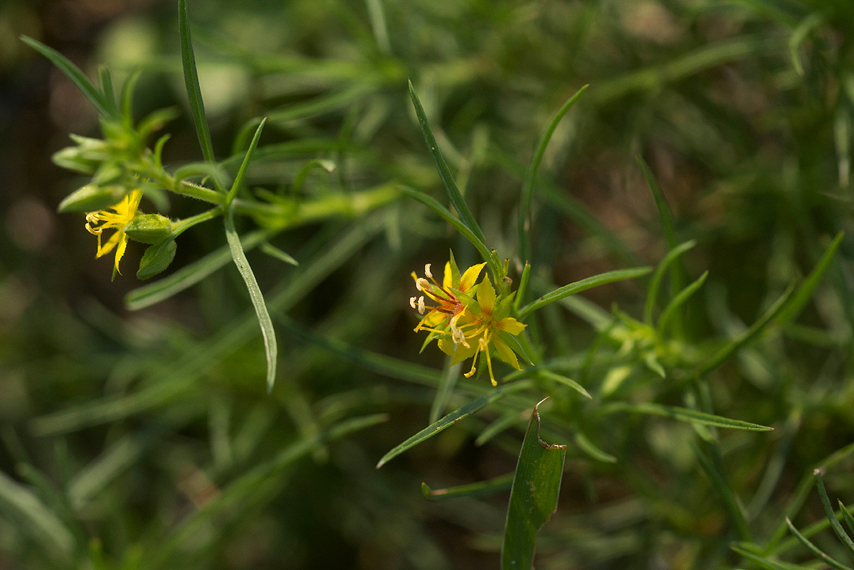 Vahlia capensis subsp. vulgaris var. longifolia
