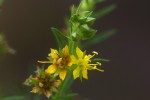 Vahlia capensis subsp. vulgaris var. longifolia