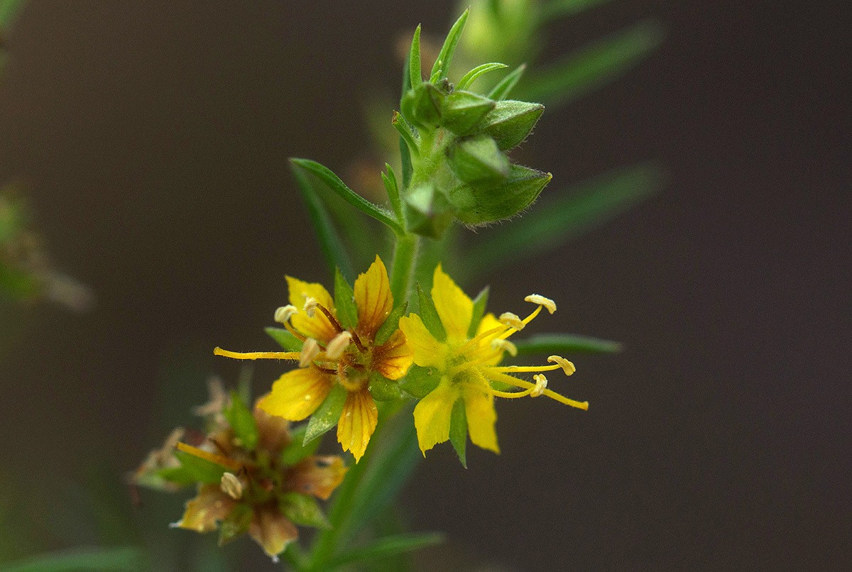 Vahlia capensis subsp. vulgaris var. longifolia