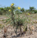Vahlia capensis subsp. vulgaris var. longifolia