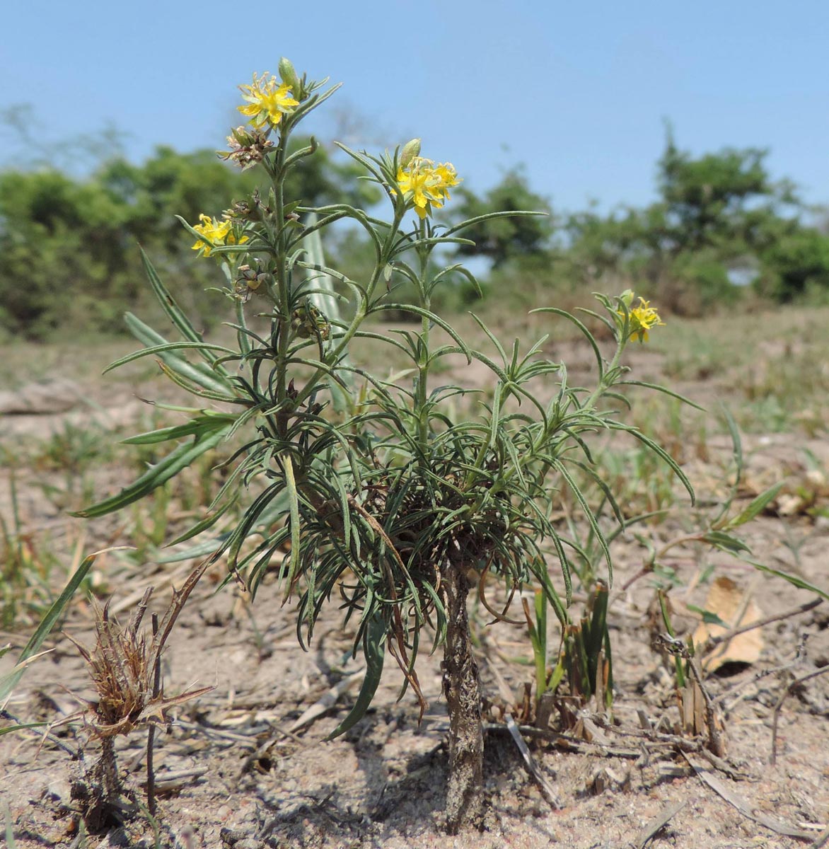 Vahlia capensis subsp. vulgaris var. longifolia