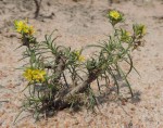 Vahlia capensis subsp. vulgaris var. longifolia