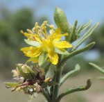 Vahlia capensis subsp. vulgaris var. longifolia