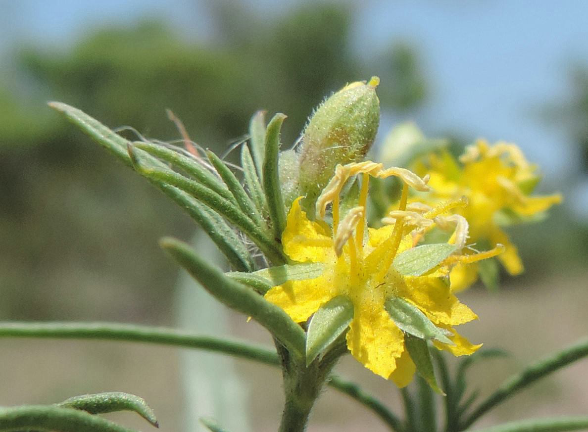 Vahlia capensis subsp. vulgaris var. longifolia