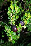 Diospyros rotundifolia