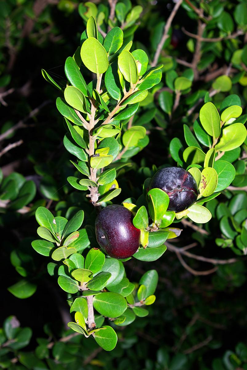 Diospyros rotundifolia