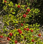 Diospyros rotundifolia