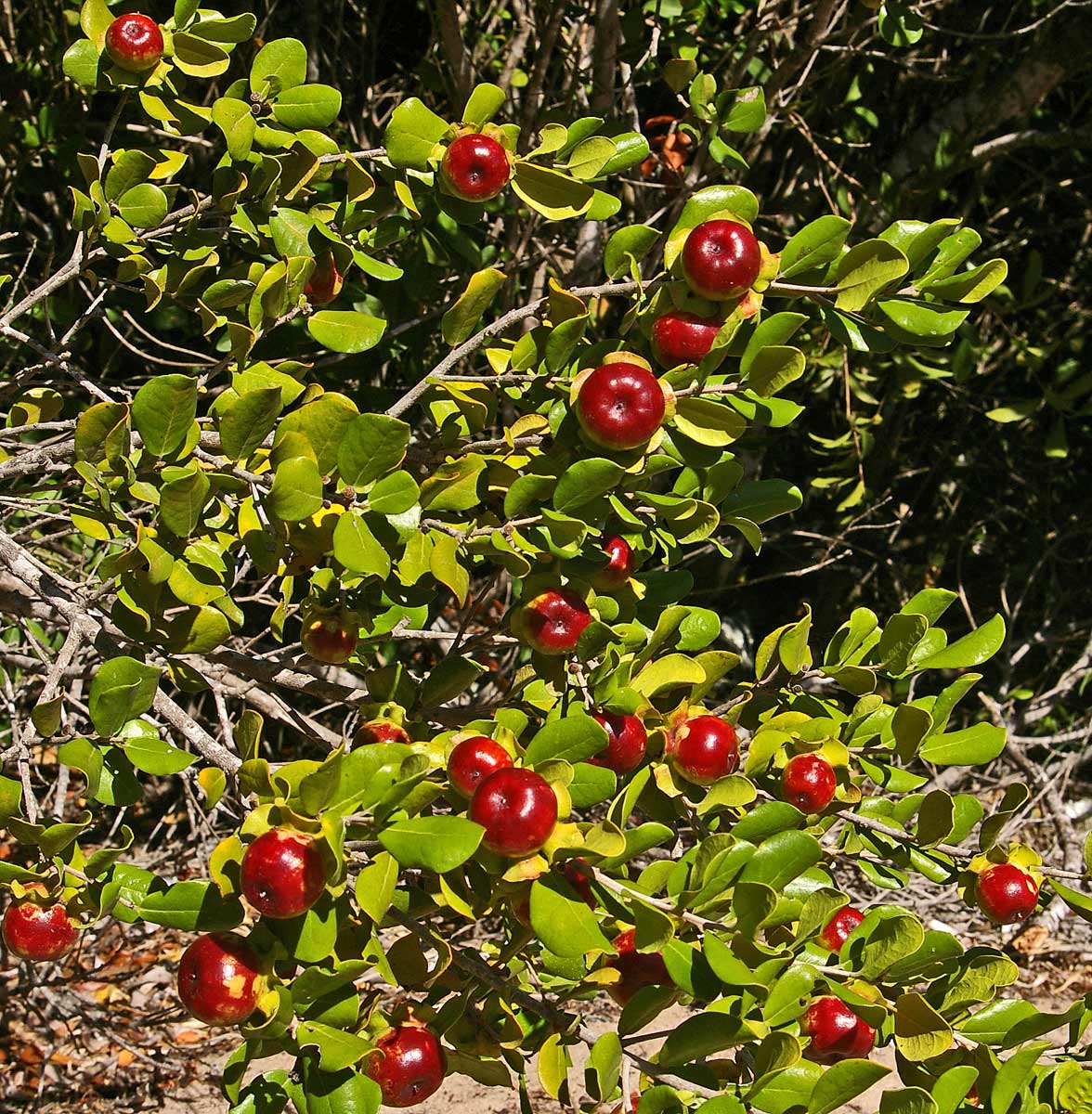 Diospyros rotundifolia