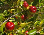 Diospyros rotundifolia