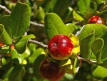 Diospyros rotundifolia