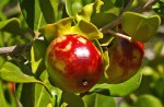 Diospyros rotundifolia