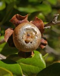 Diospyros rotundifolia