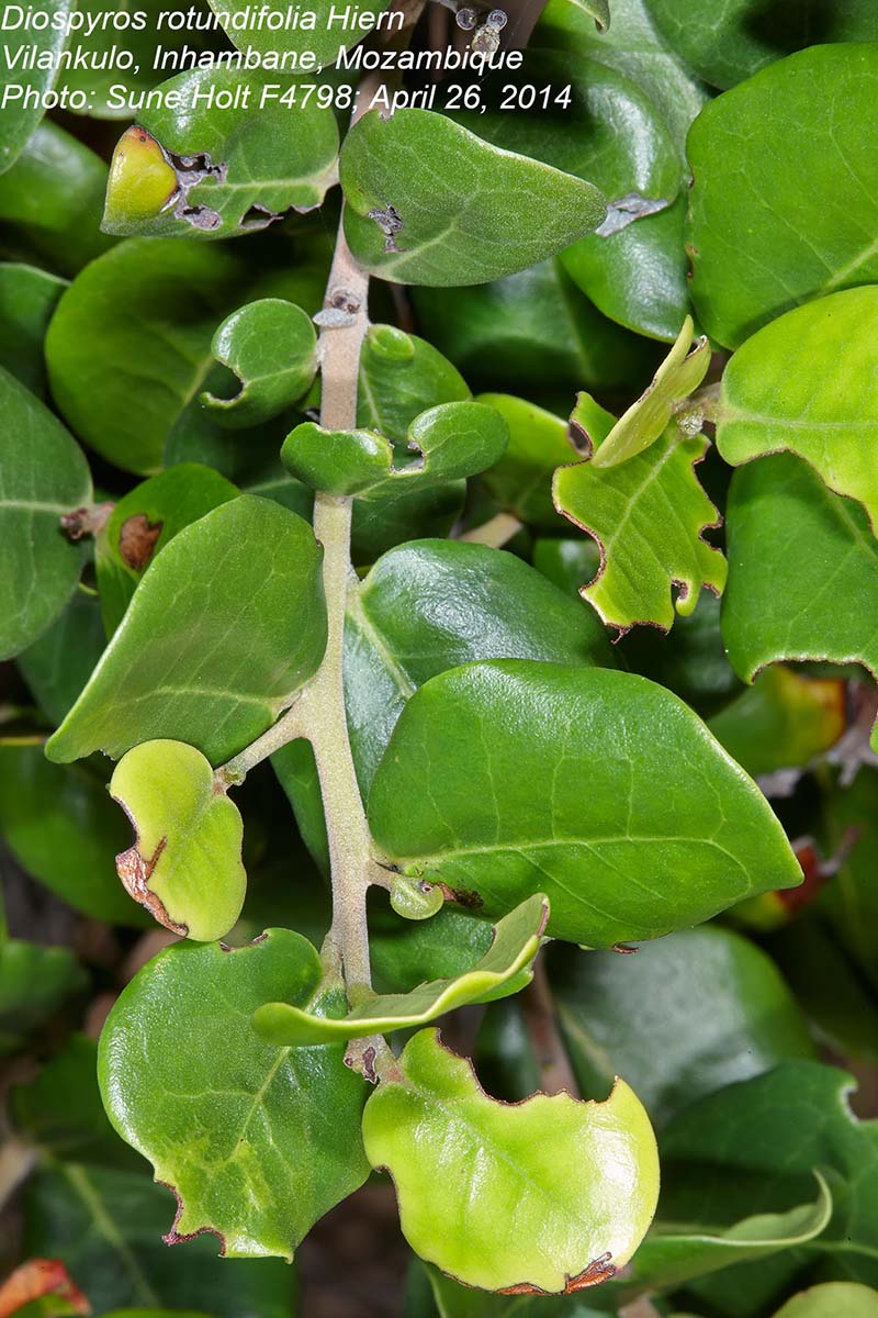 Diospyros rotundifolia