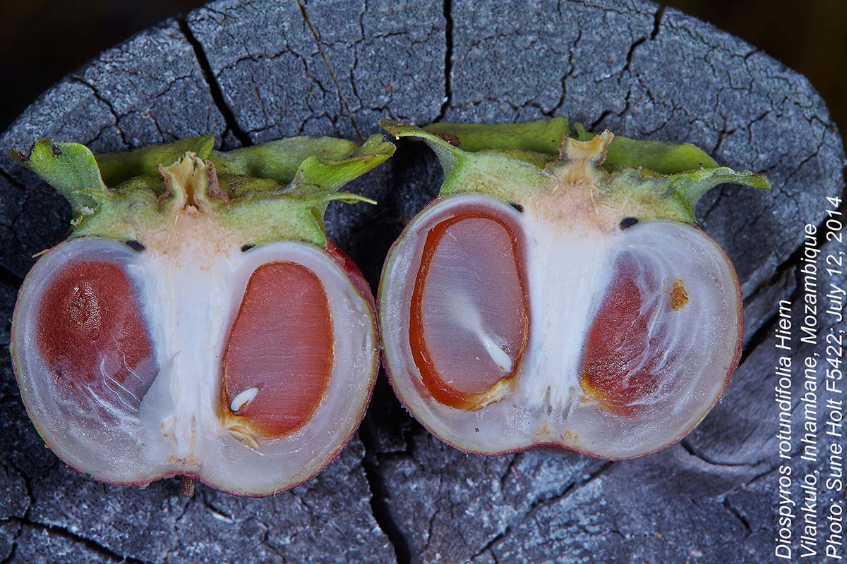 Diospyros rotundifolia