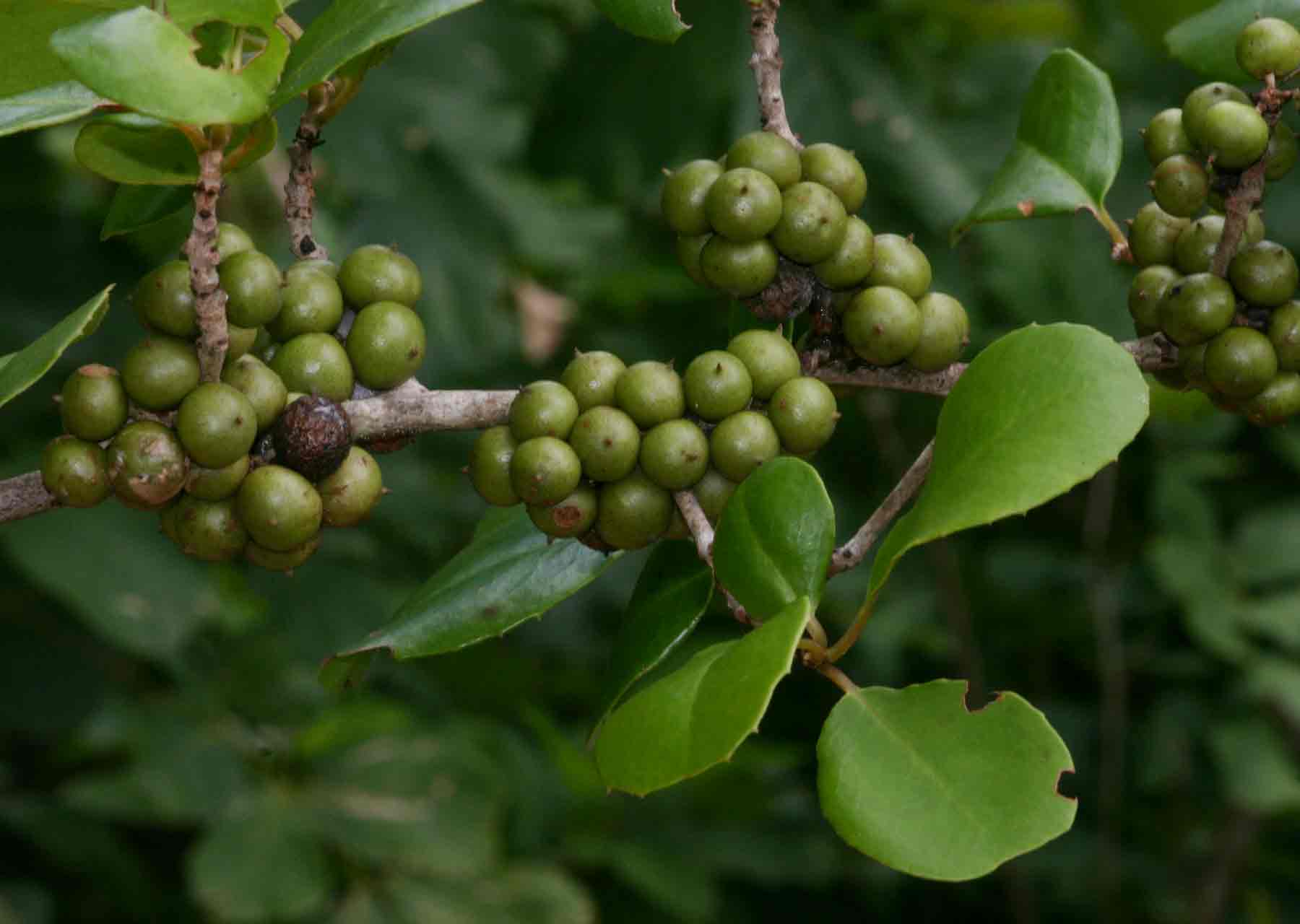 Embelia xylocarpa