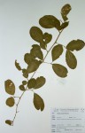 Embelia xylocarpa