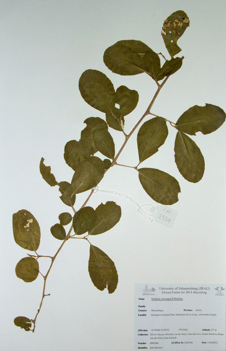 Embelia xylocarpa