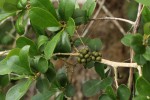 Embelia xylocarpa