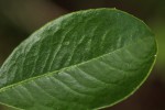 Embelia xylocarpa