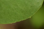 Embelia xylocarpa