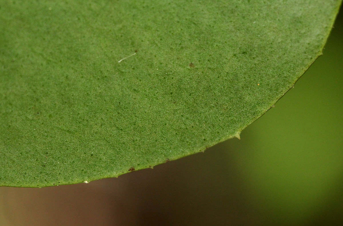 Embelia xylocarpa