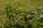 Clerodendrum rotundifolium